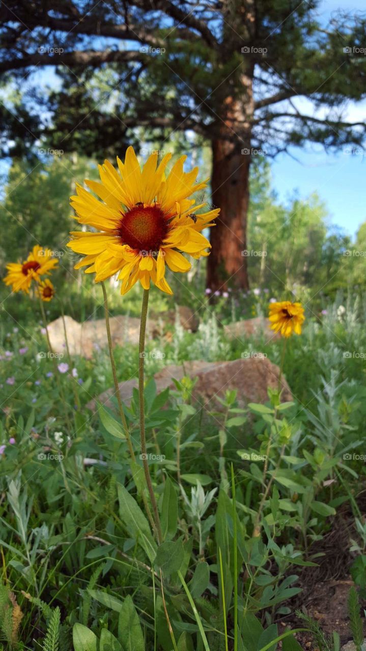 Yellow sunflowers in a forest in Nederland, Colorado
