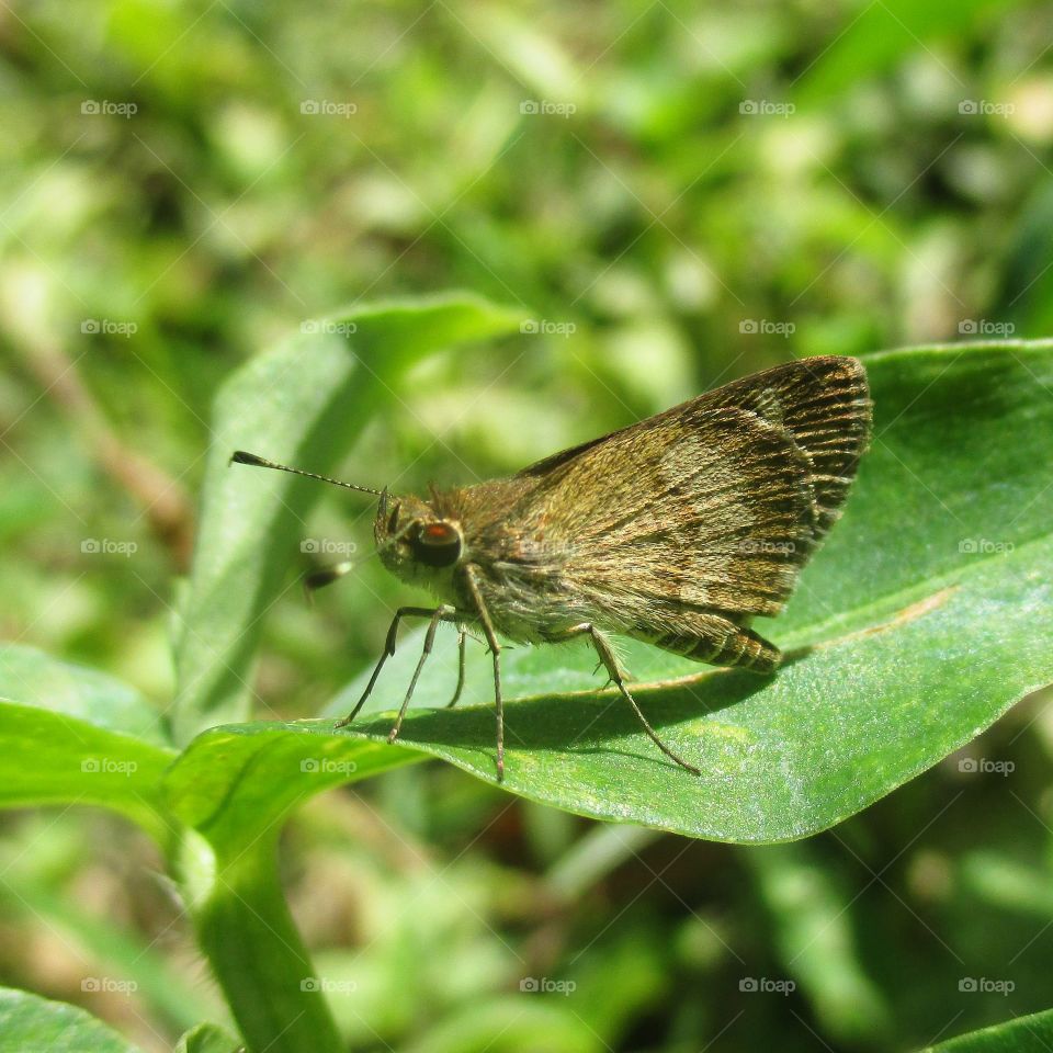 Skipper butterfly