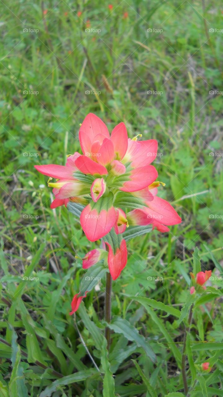 Indian Paintbrush #2