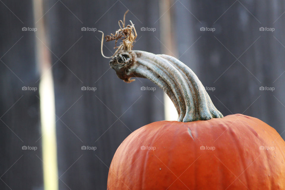 The top of a pumpkin