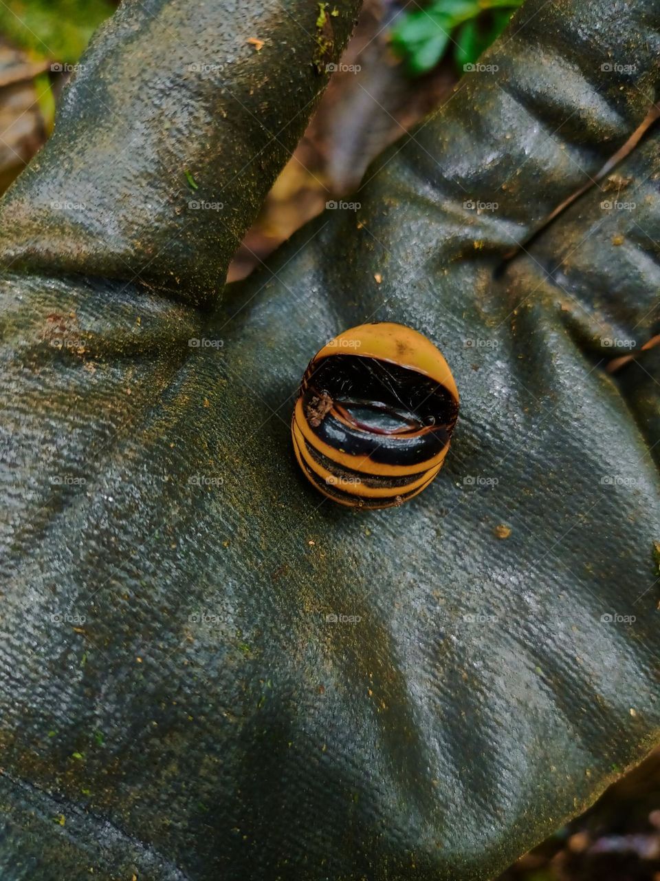 Cubaris sp. Isopods protect themselves on the ground in the tropical rain forest