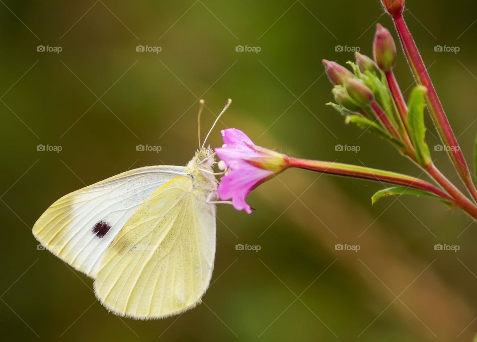 butterfly yellow is looking for honey in the flower