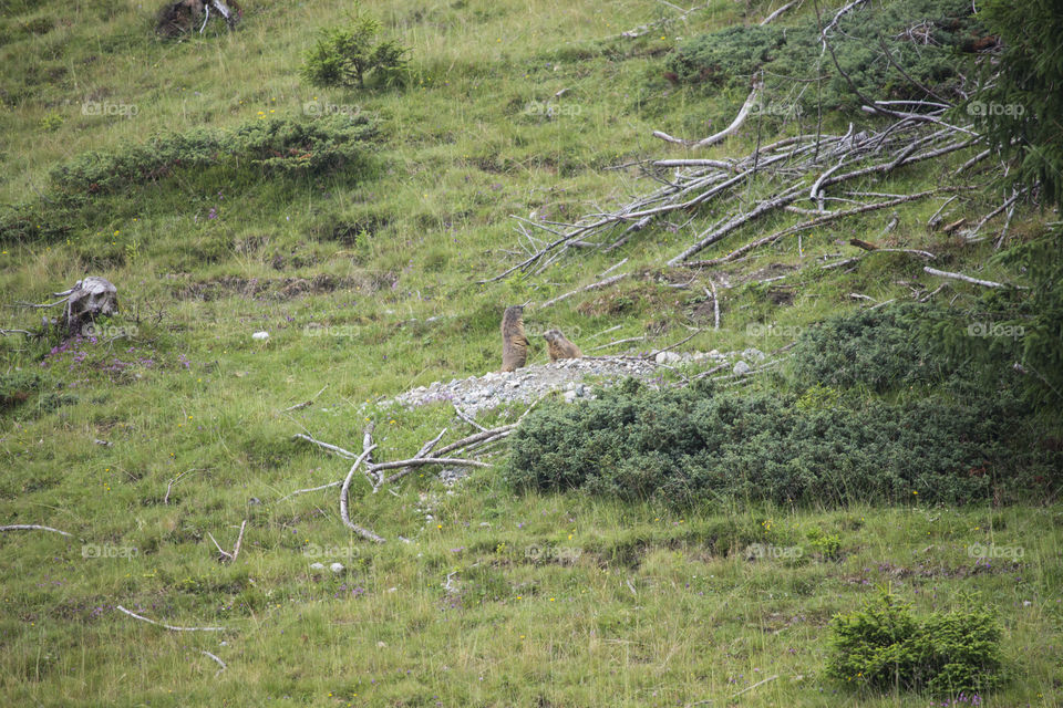Hiking trail in the mountains, marmots 