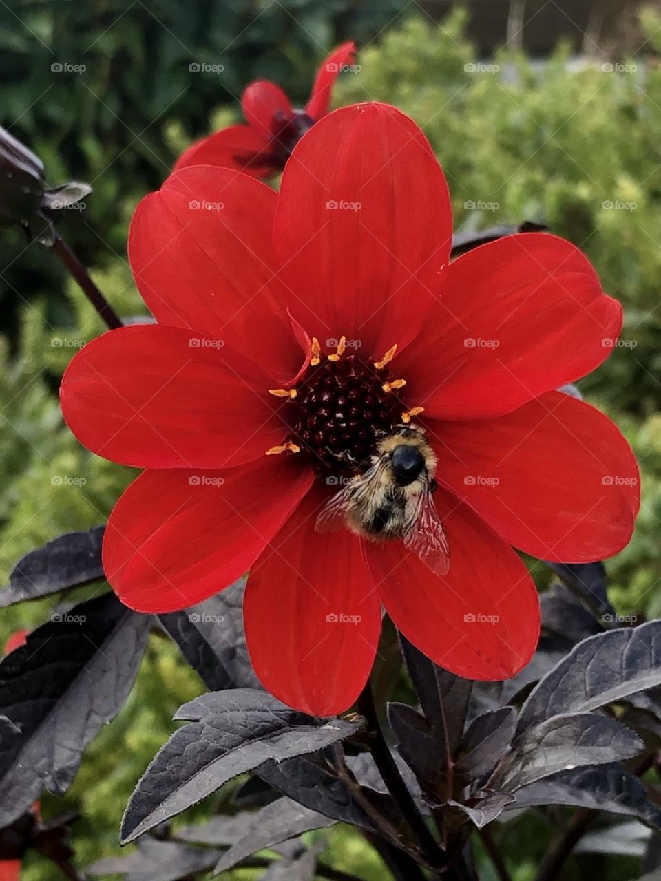 Bee on dahlia