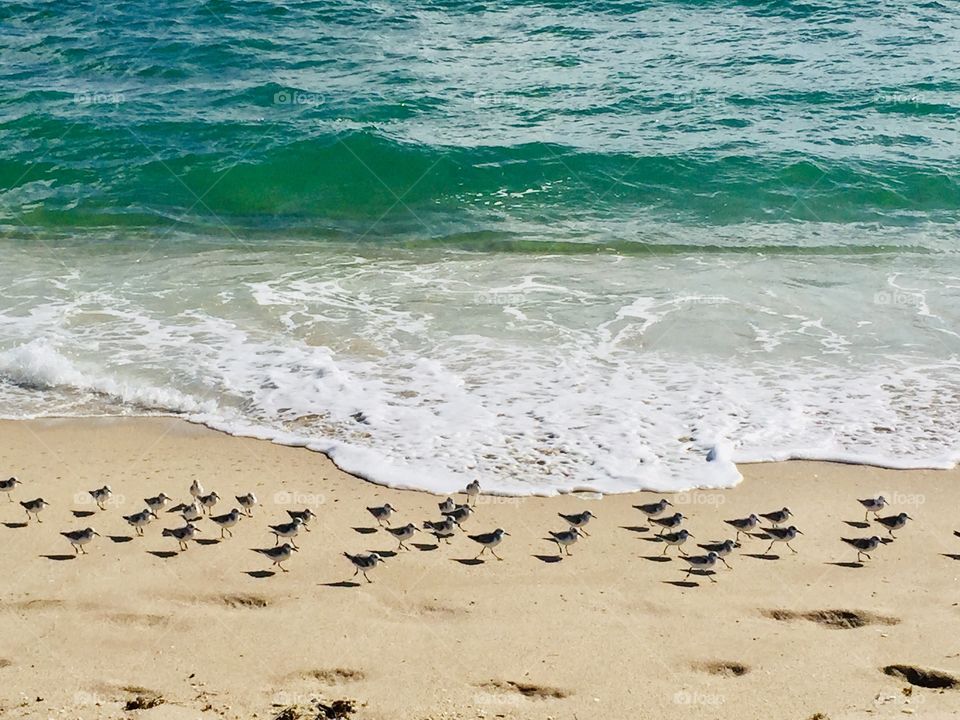 Baby seagulls 