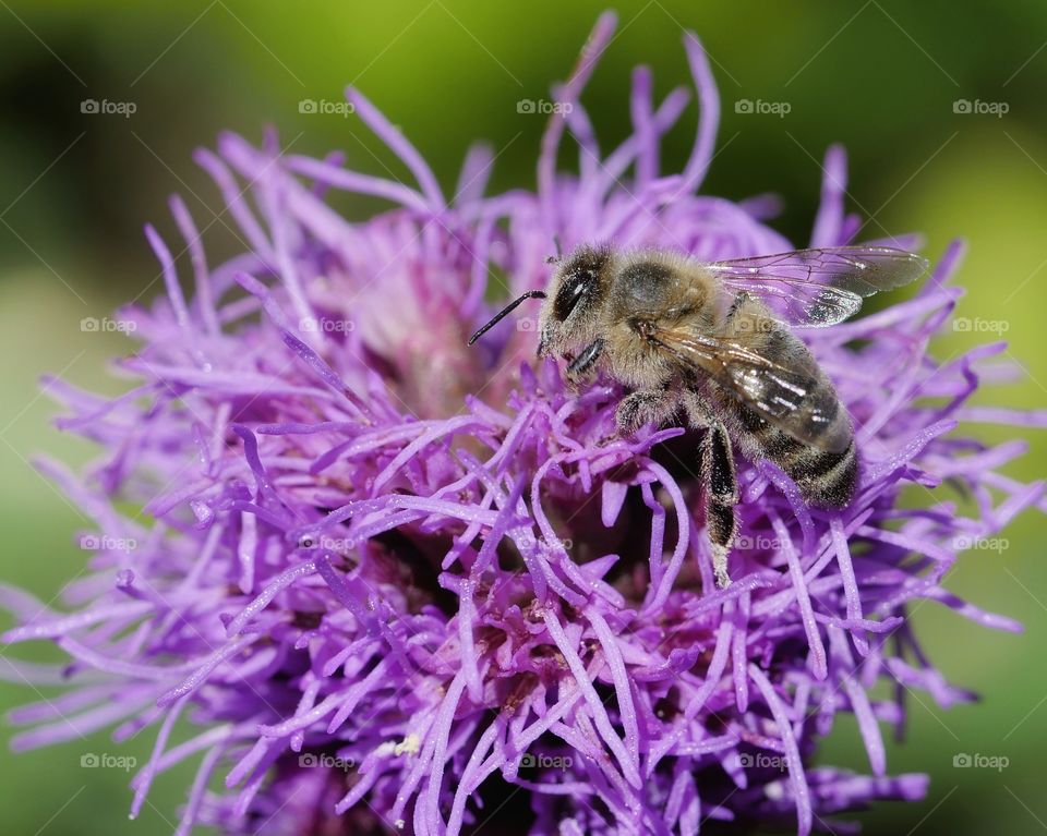 Honey bee searching for nectar