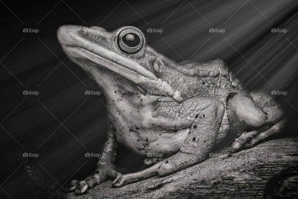 white lips frog in bw