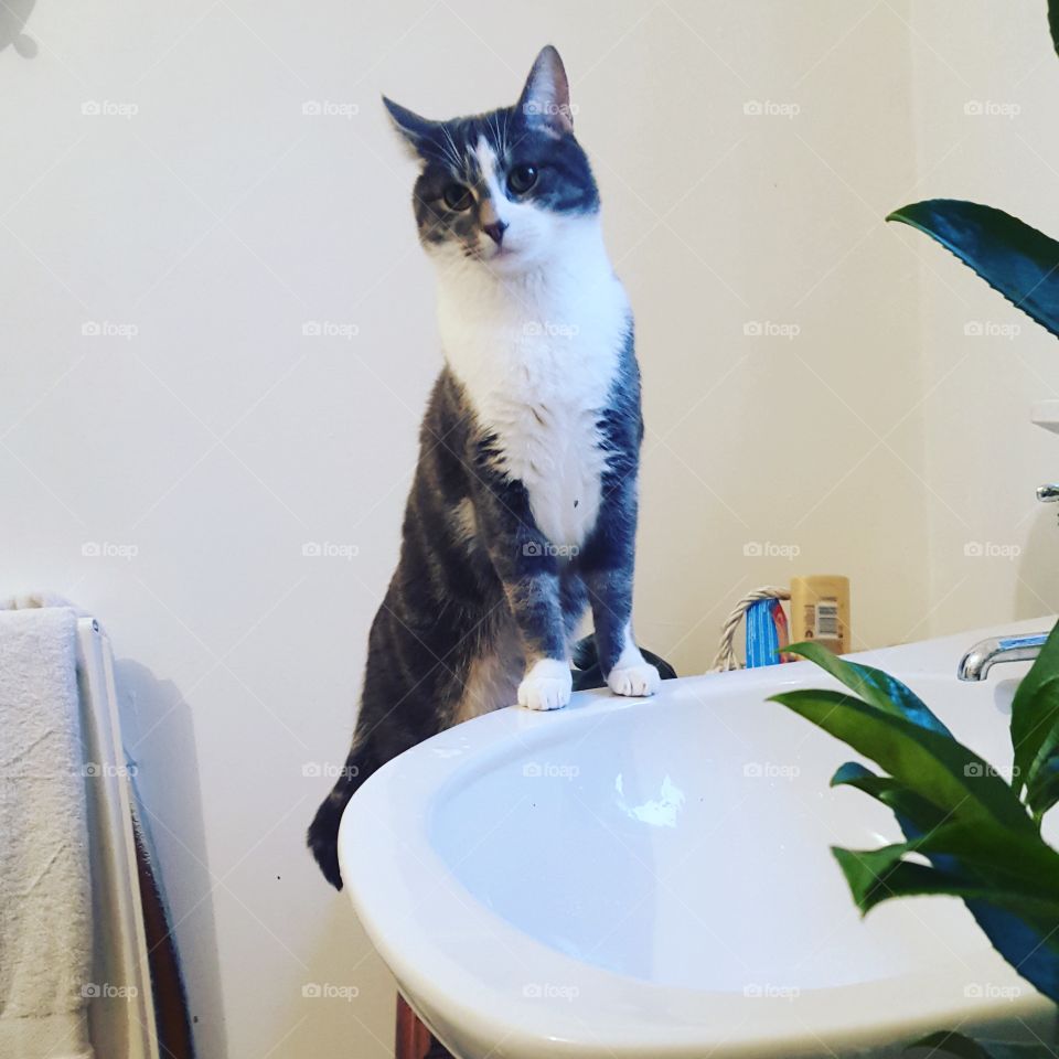 A curious grey and white cat in the bathroom