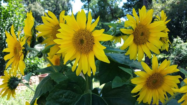 Sunflower 2