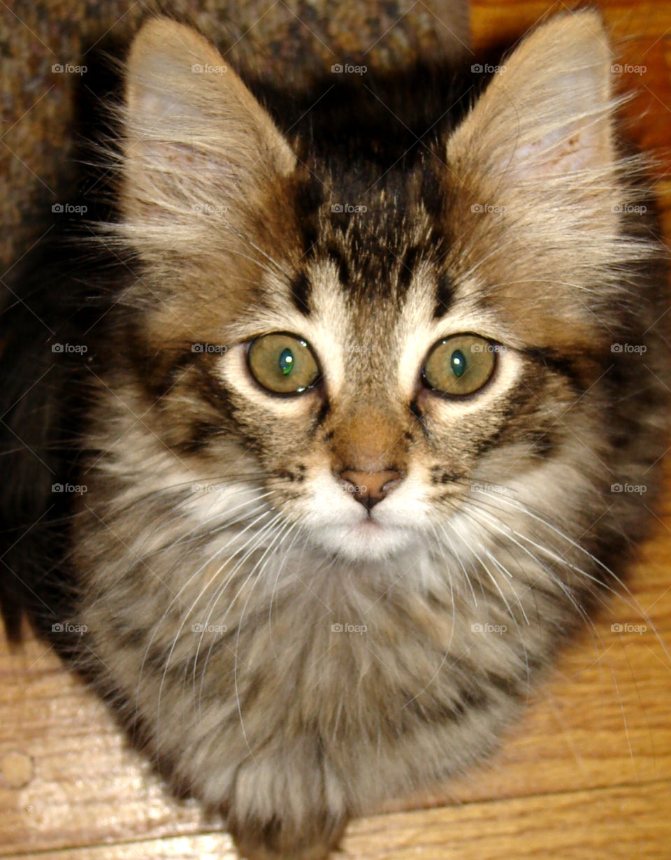 Things are looking up. Sitting Maine Coon kitten looking up