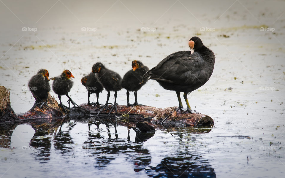 Bird Family Cleaning in a pond