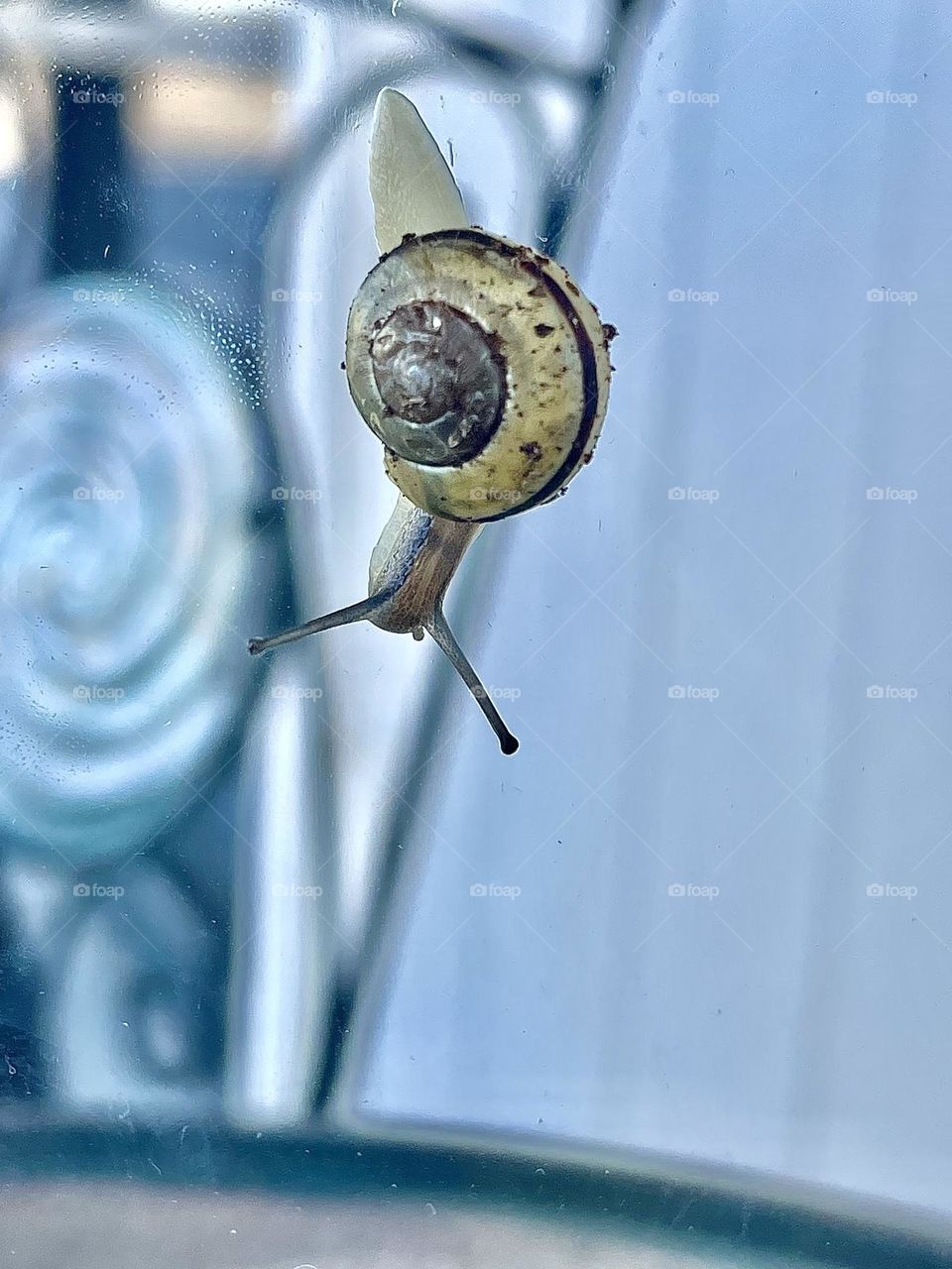 A photo of a snail hanging on glass. 
