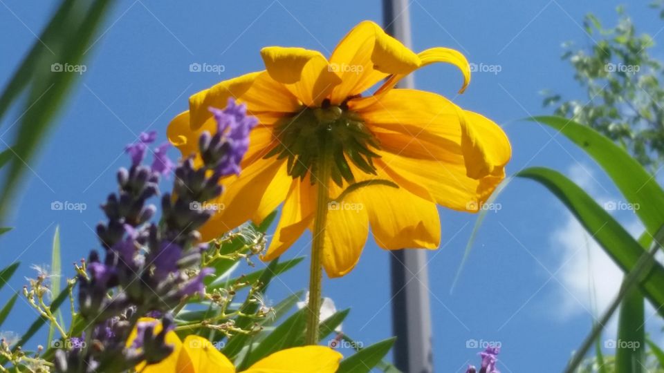 Flower. sun garden flower
