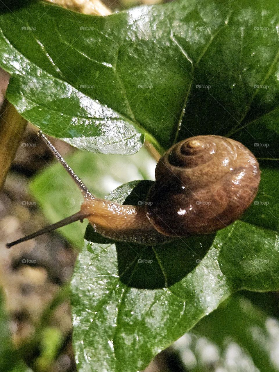 Close-up snail walking after rain