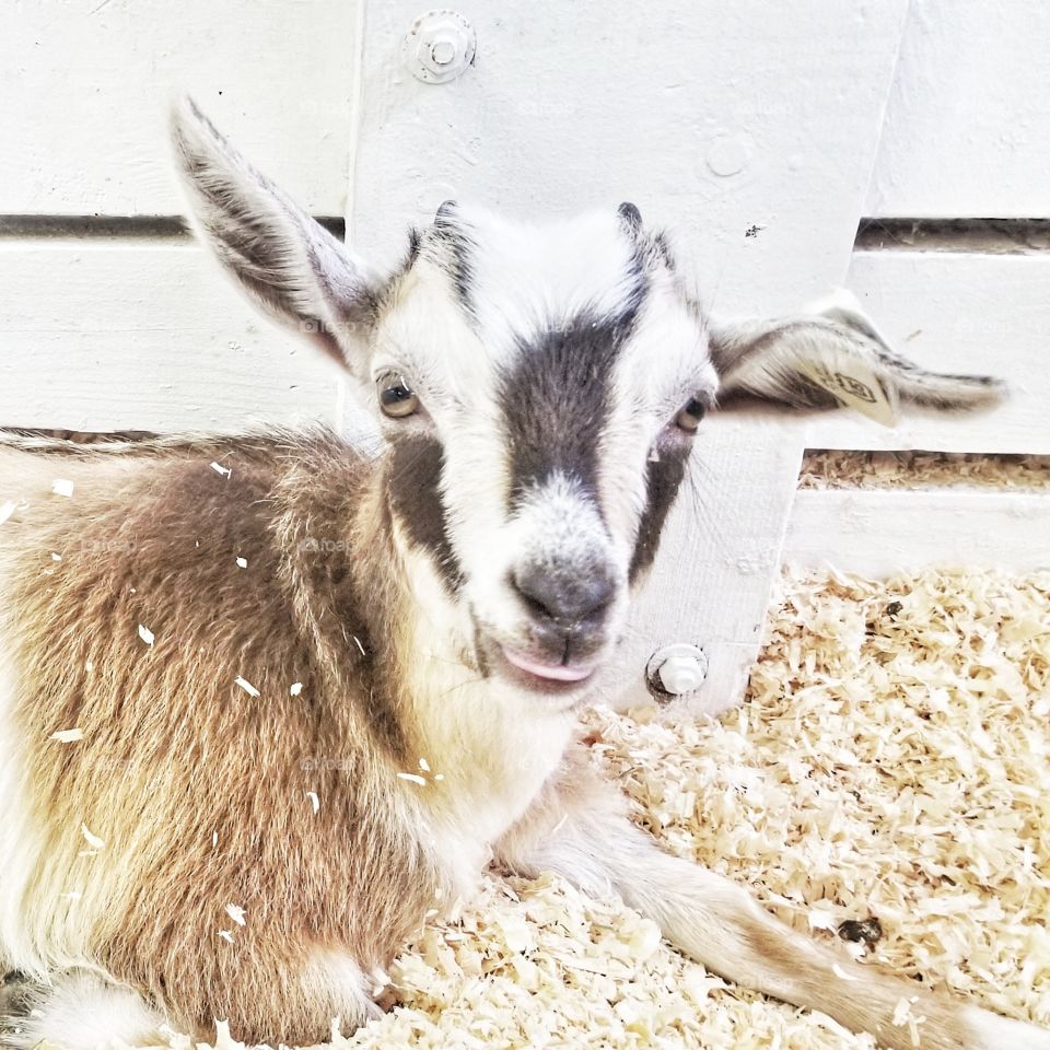 A baby goat sticking out its tongue at the Cumberland Fair petting zoo. Cumberland, Maine.