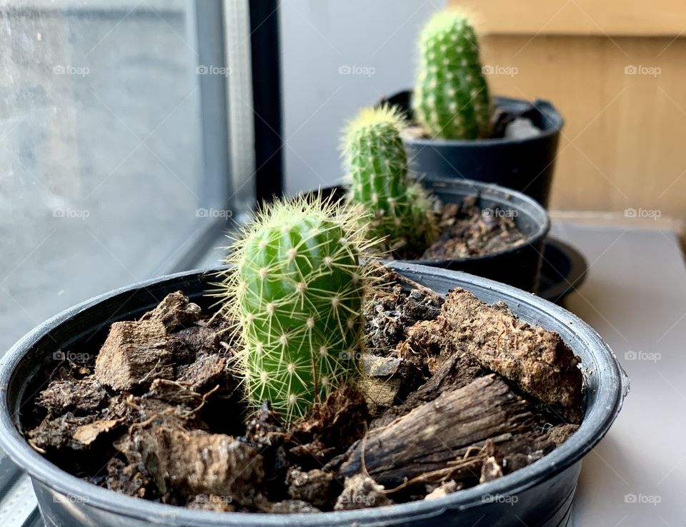 Tri-power of cactuses with the same shape and age