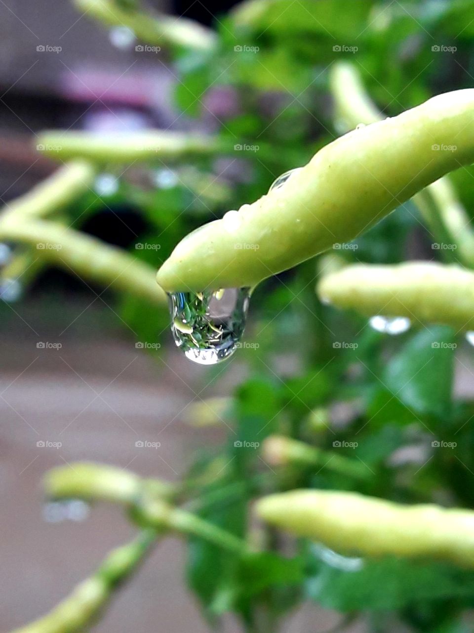 Rain waters a water drop hanging inside a green chilli