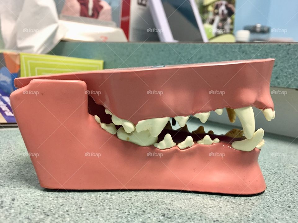 Model of healthy canine teeth at a veterinarian’s office