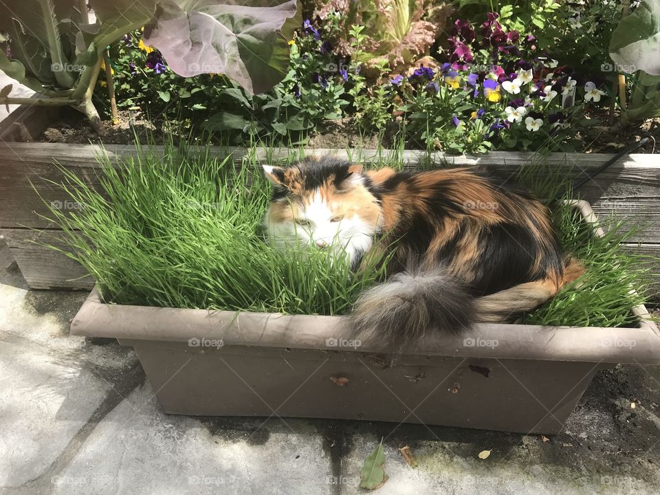 Calico cat in wheat grass container 
