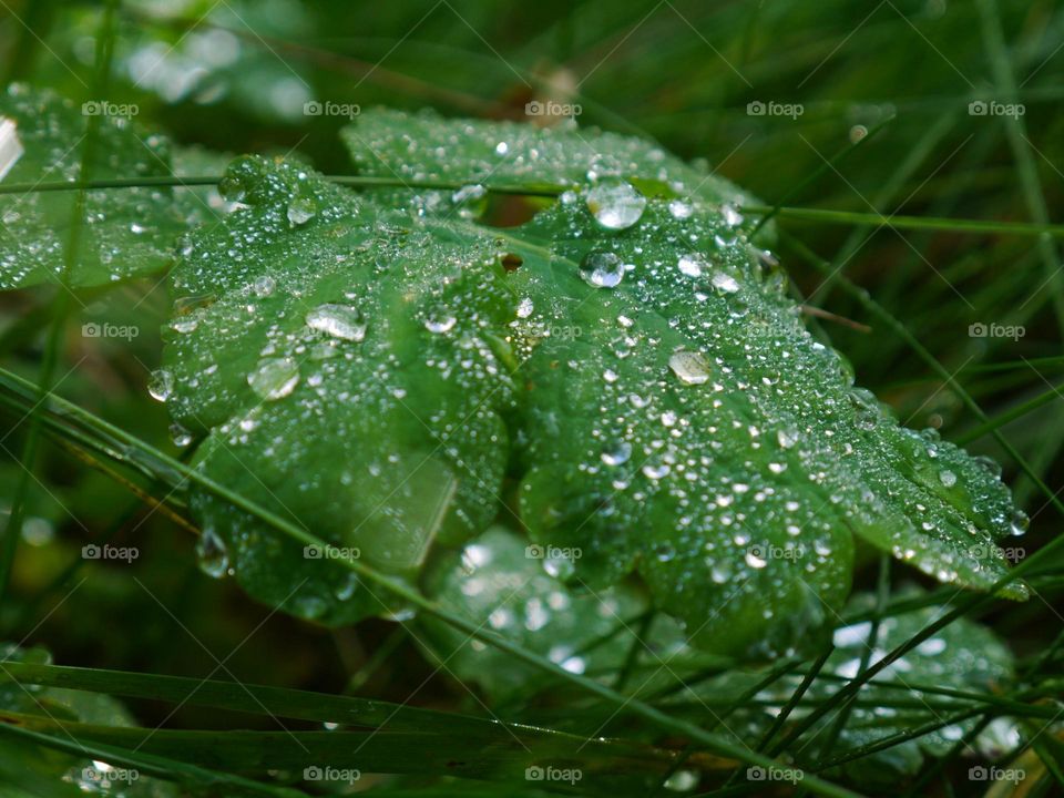 Extreme close-up of dew drop on leaf