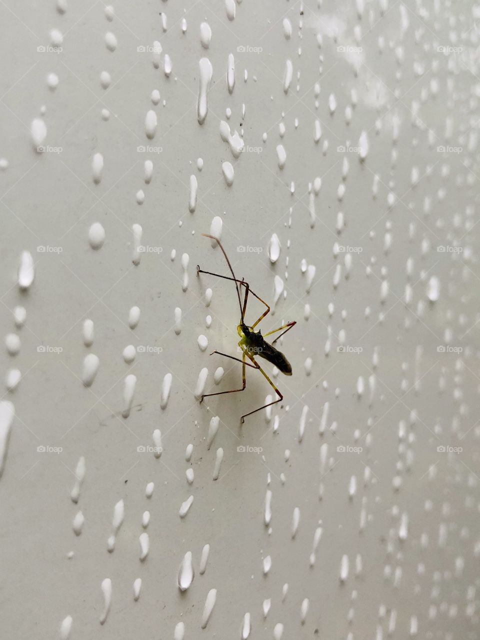 Insect amid raindrops on car door