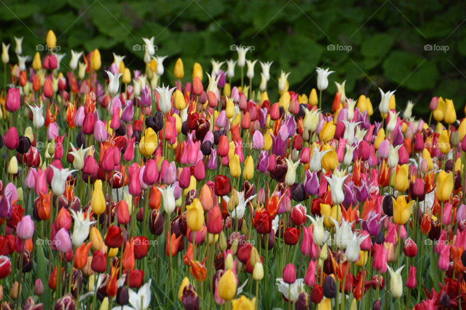 Flowerbed Of Tulips