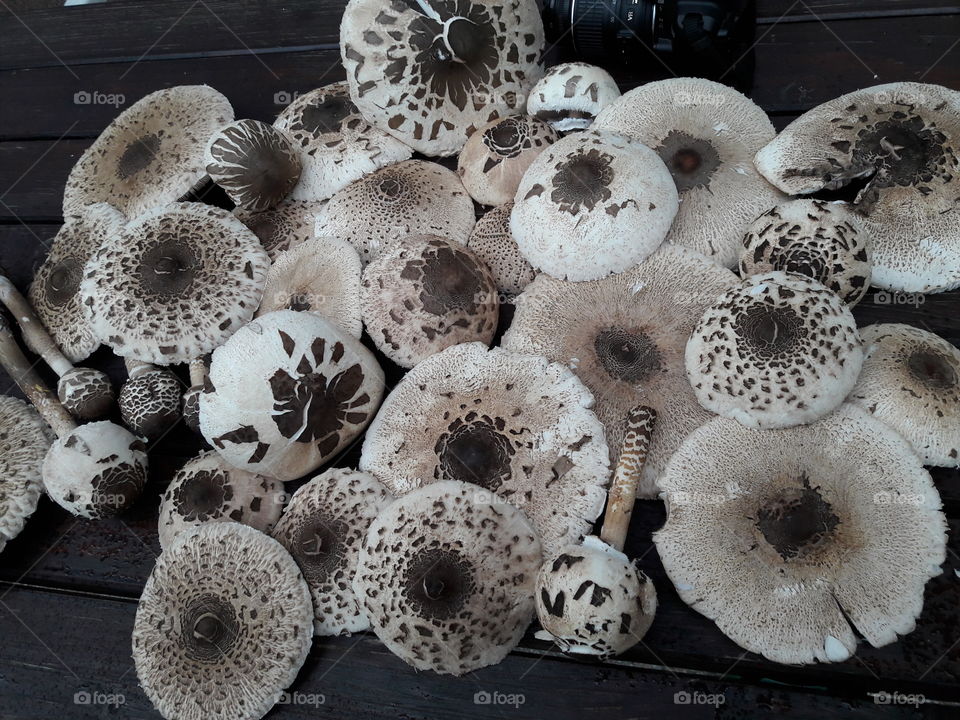 umbrella mushrooms