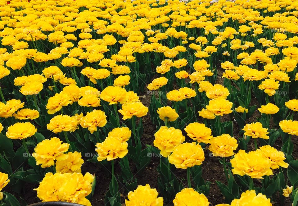Tulips. Yellow Double Tulips