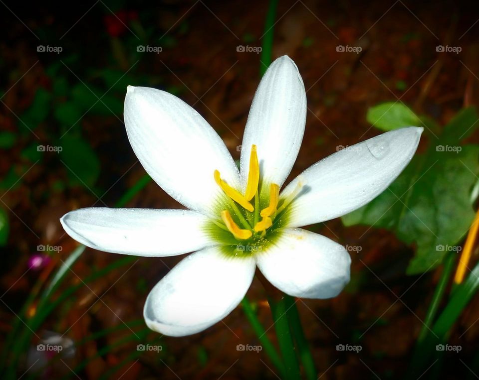 naturelove, beautiful flowers, lovely, colourful, drak picture