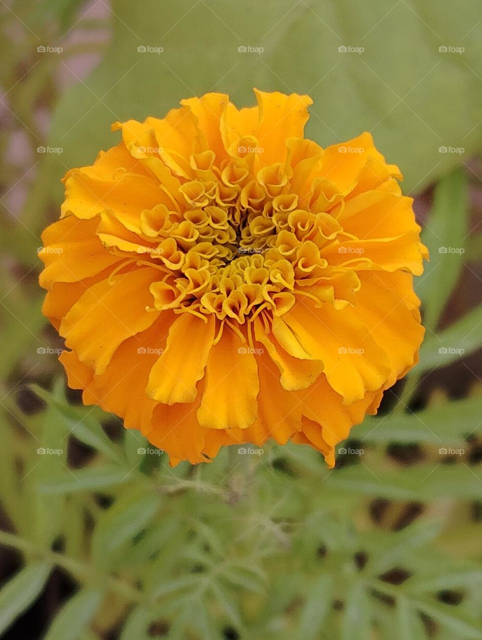 yellow sunflower seasonal fresh shurb small size looks very beautiful generally found everywhere