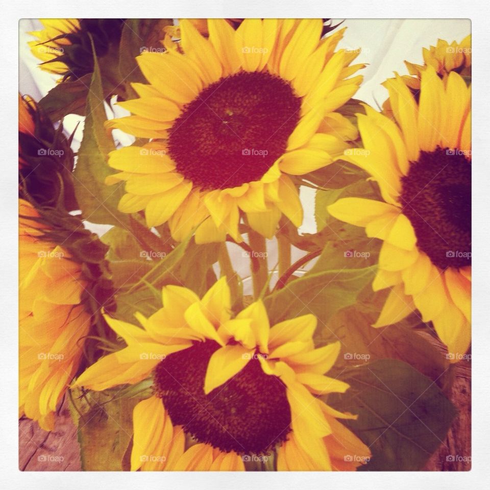 flowers yellow sun sunflowers by eeefje