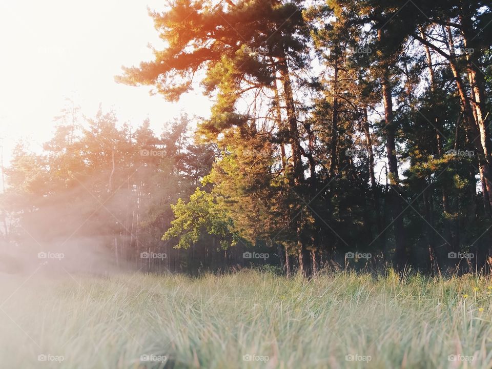 Dawn in the forest. This photo was taken during a morning hike in the woods. Fog shrouded the trees, highlighting the sun.