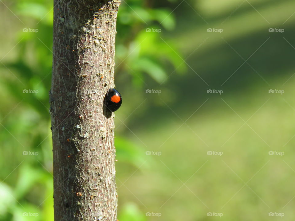 Twice-stabbed ladybug