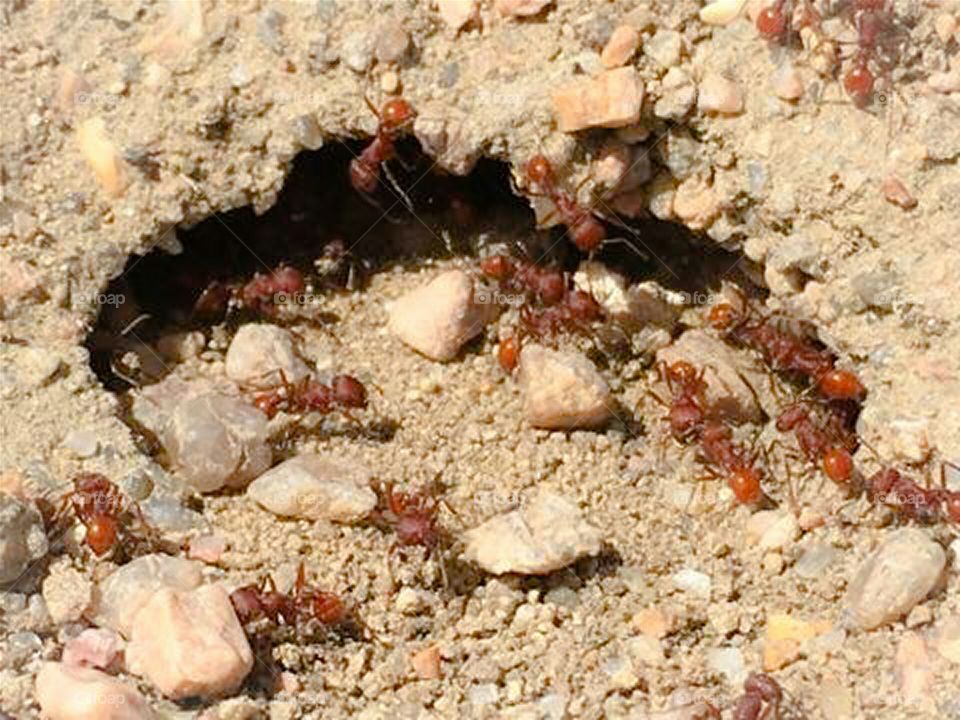 Red Ants