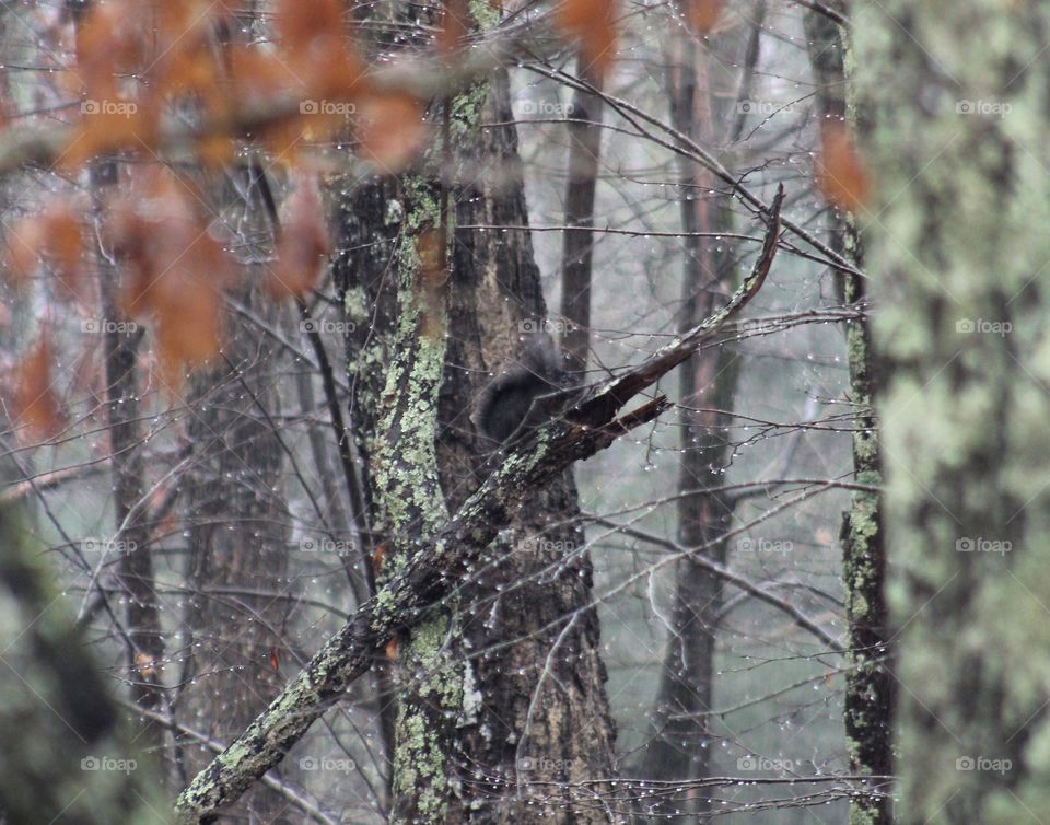 Black Squirrel on a Rainy Day