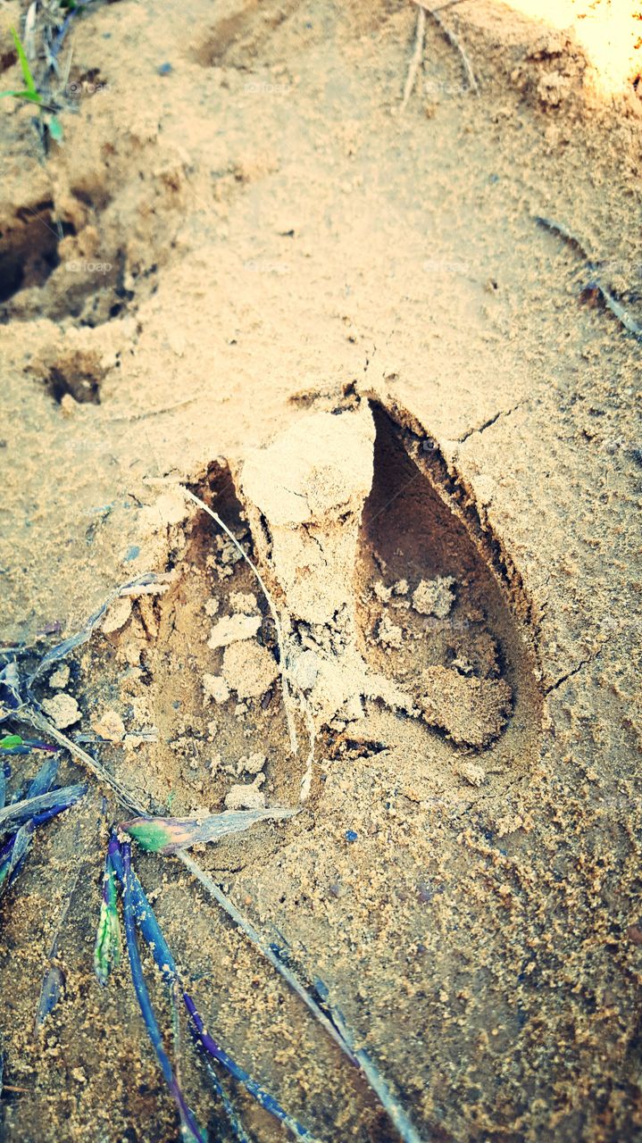 deer tracks