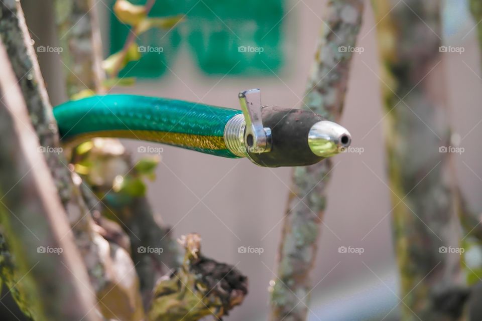 Garden hose looks like a snake in a tree