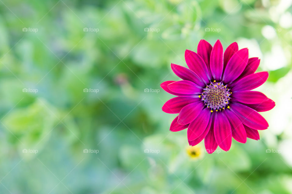 Purple daisy with bokeh background