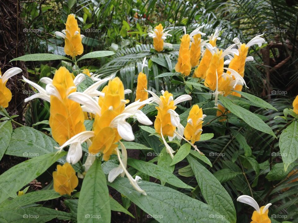 Jungle flowers