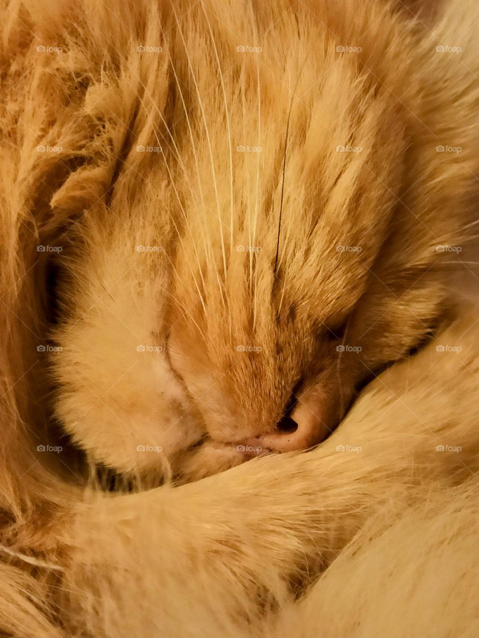 ginger cat, sleeping cat, midsection, ginger, animal, pets, friend, family member