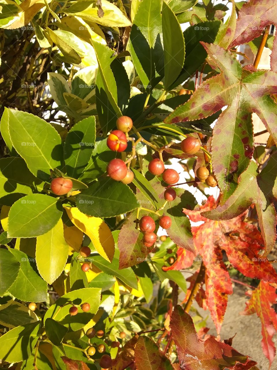 red berries and red leaves