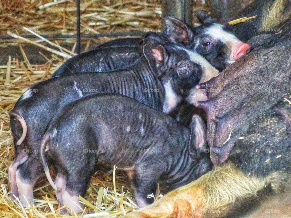 Suckling Piglets. Piglets With Their Mother In A Barnyard
