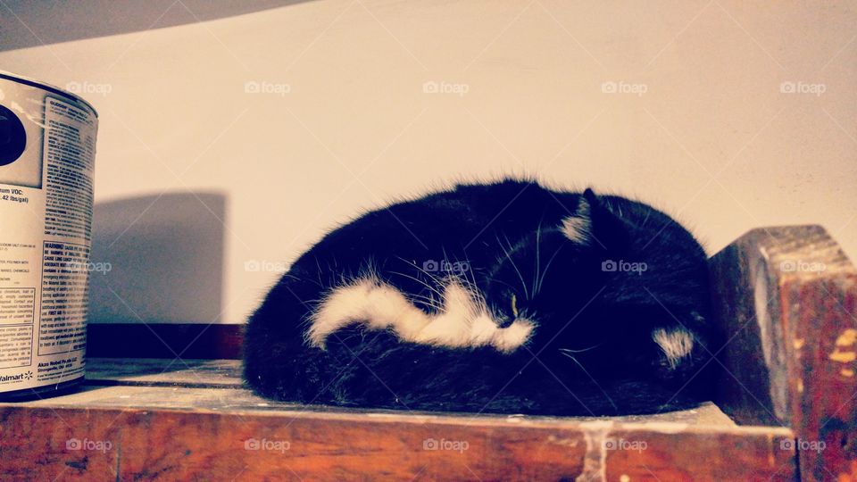 Catnap on a shelf