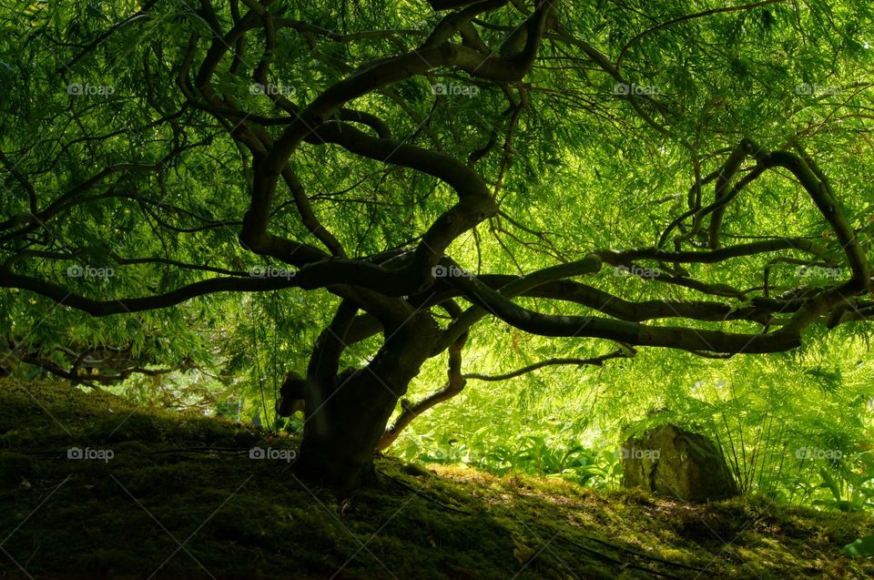 Canopy tree in the forest