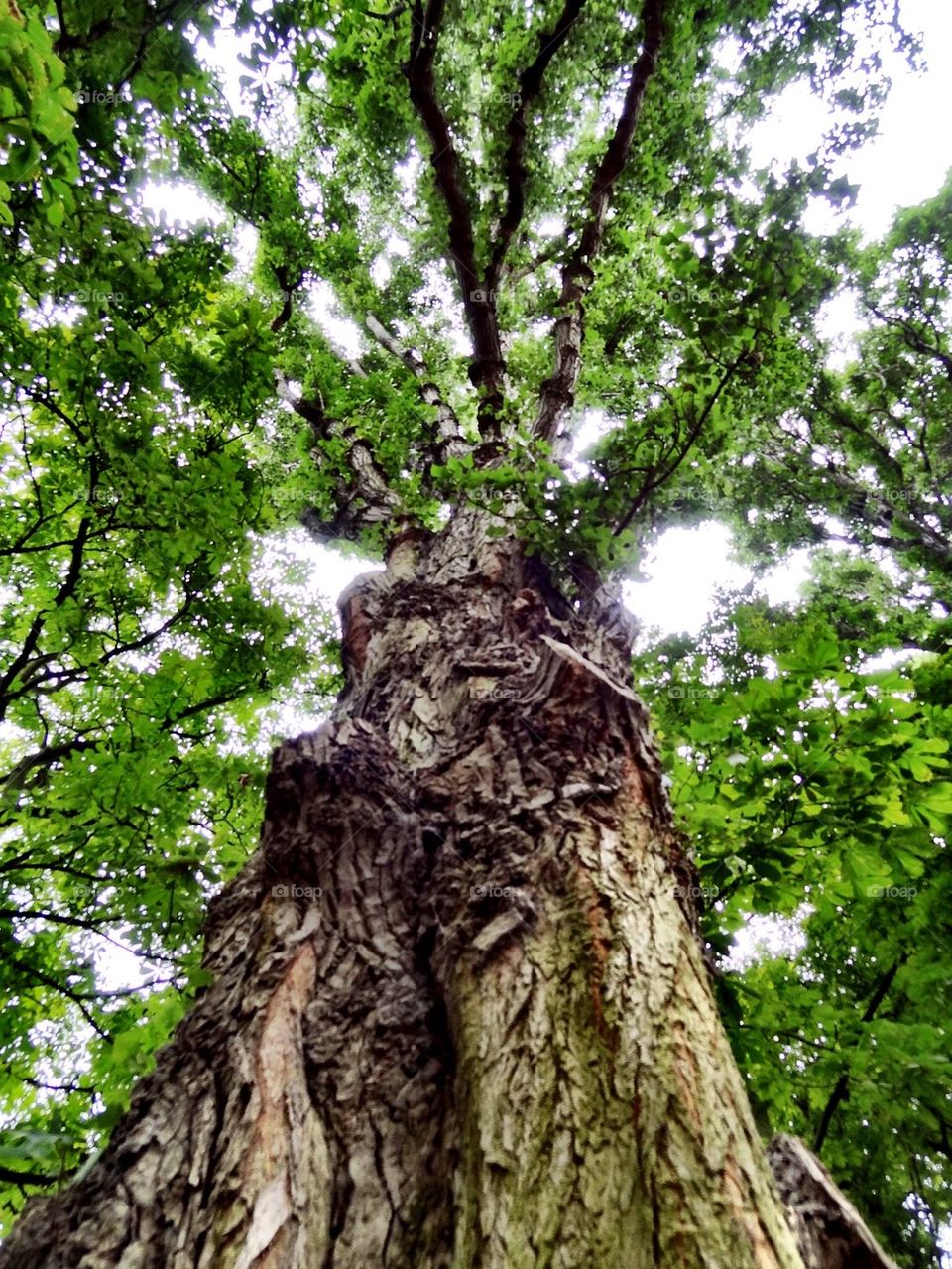 Tree sky