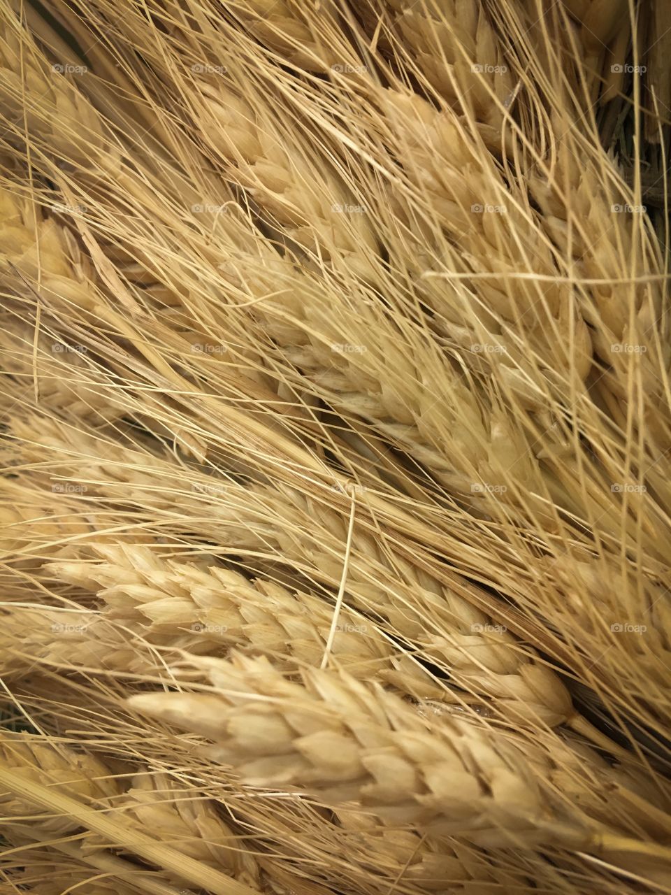 Wheat 