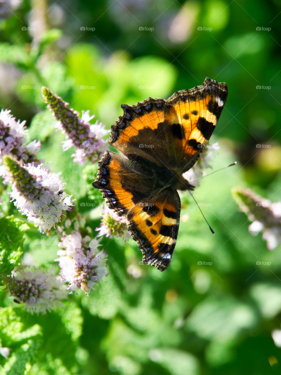 tortoise shell butterfly
