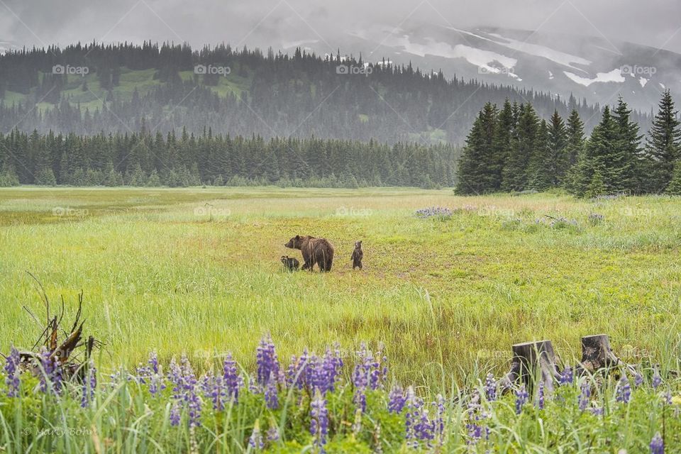 Bear landscape in Lake Clark National Park