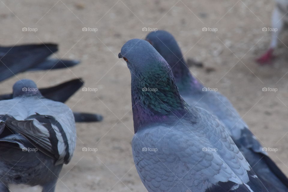 beautiful pigeon dove in grey