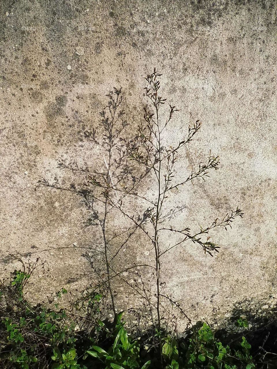 A Shadow of the plant itself 